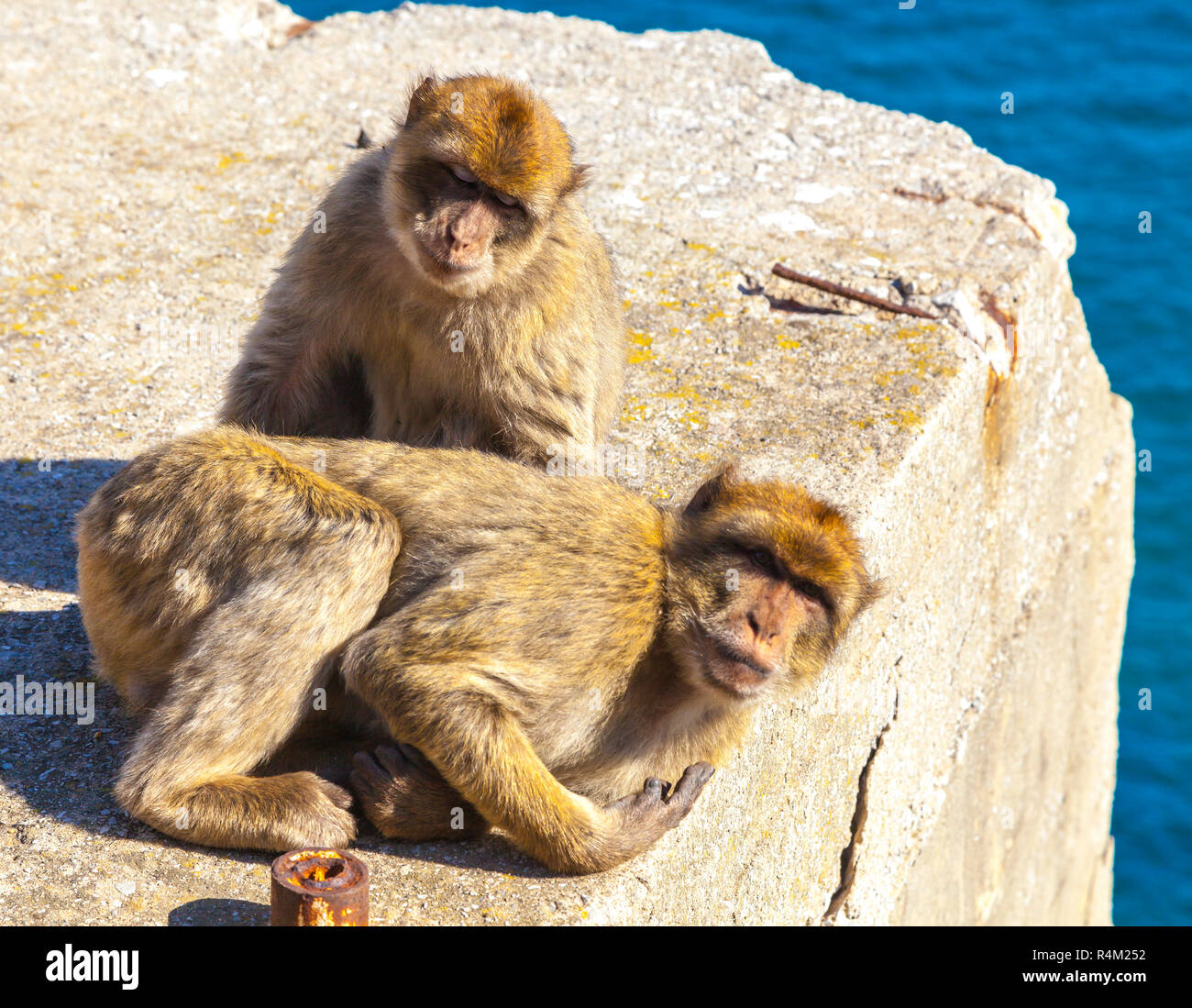 Monkeys in Gibraltar, Barbary Apes in the British overseas territory of Gibraltar sitting on rock against scenic seascape. Stock Photo