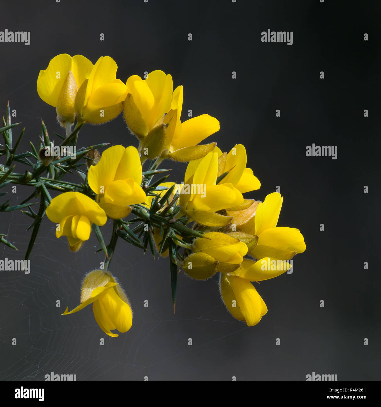 Yellow Gorse Flowers with Dark Background. Stock Photo