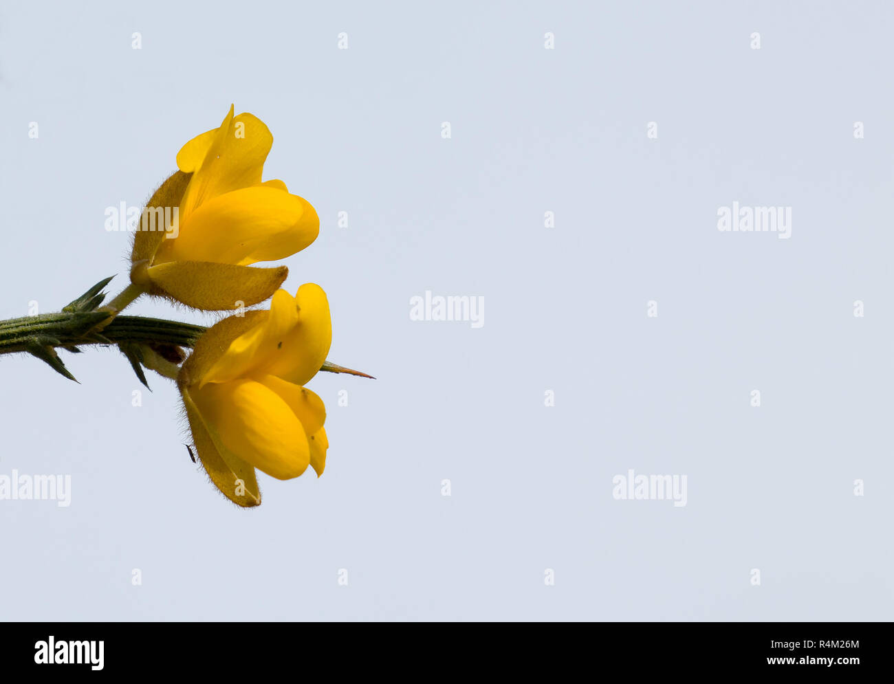 Yellow Gorse Flowers with Sky and Copy Space Stock Photo