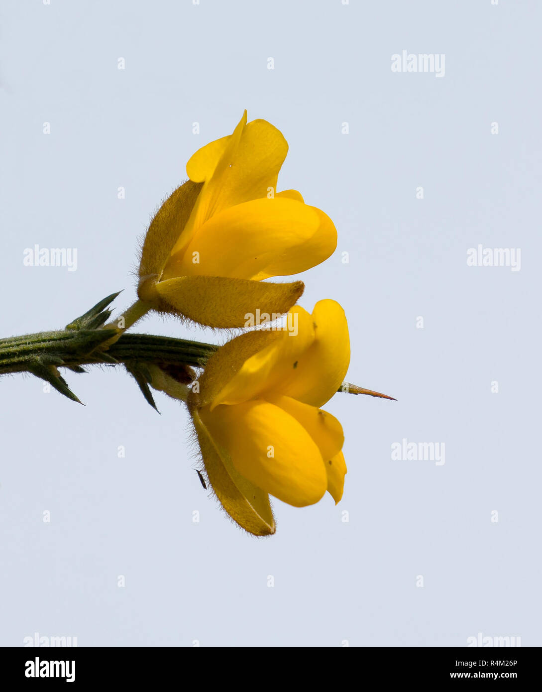 Yellow Gorse Flowers against Sky Stock Photo
