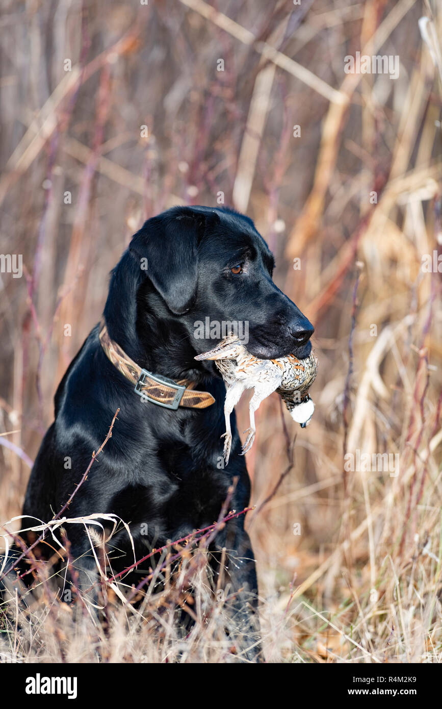 A Black Labrador retriever hunting dog with a Bobwhite Quail on a