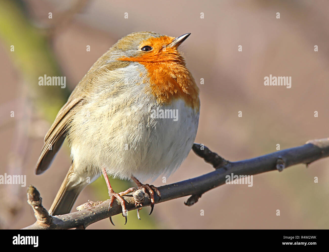 Insektenfresserschnabel hi-res stock photography and images - Alamy