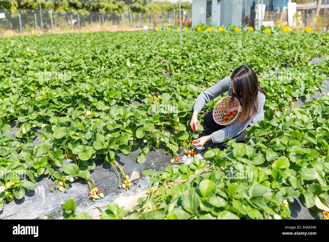 Woman picking strawberry in meadow Stock Photo - Alamy