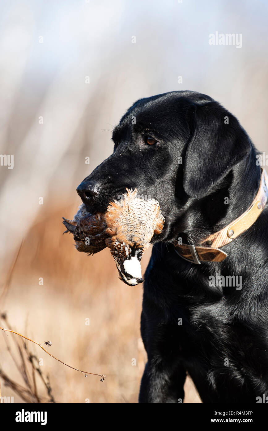 A Black Labrador retriever hunting dog with a Bobwhite Quail on a