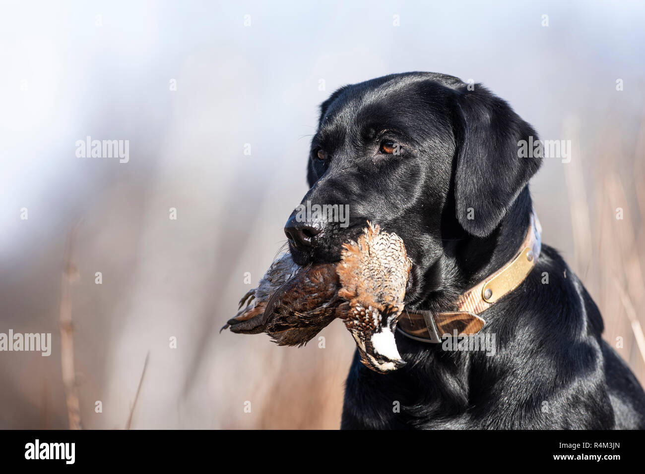 A Black Labrador retriever hunting dog with a Bobwhite Quail on a
