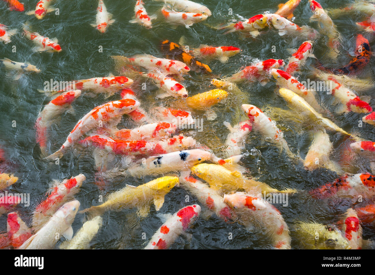 Feeding crap fish Stock Photo - Alamy