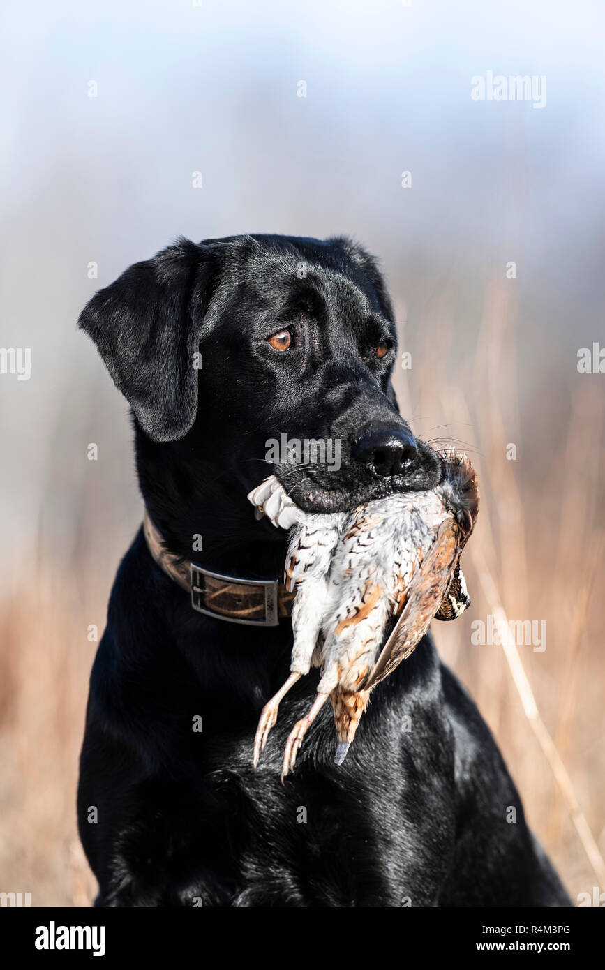 A Black Labrador retriever hunting dog with a Bobwhite Quail on a