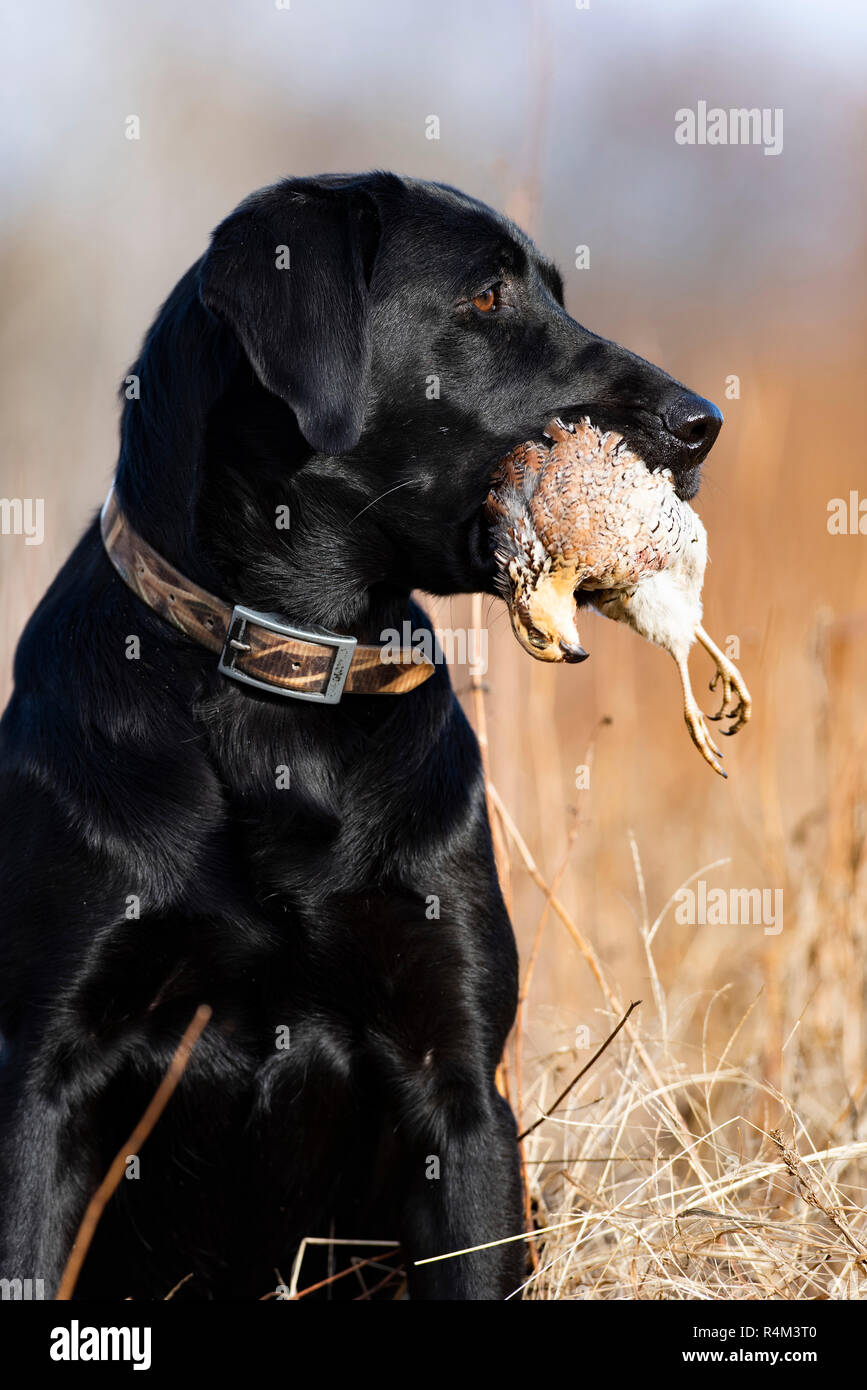 A Black Labrador retriever hunting dog with a Bobwhite Quail on a