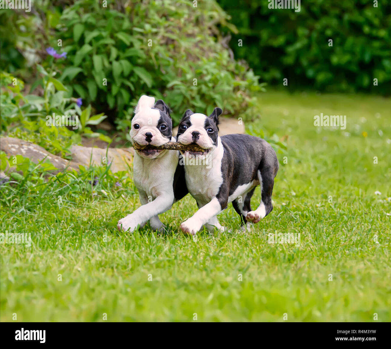 Two young Boston Terrier dogs, puppies black with white markings, running side by side and carrying a stick together Stock Photo