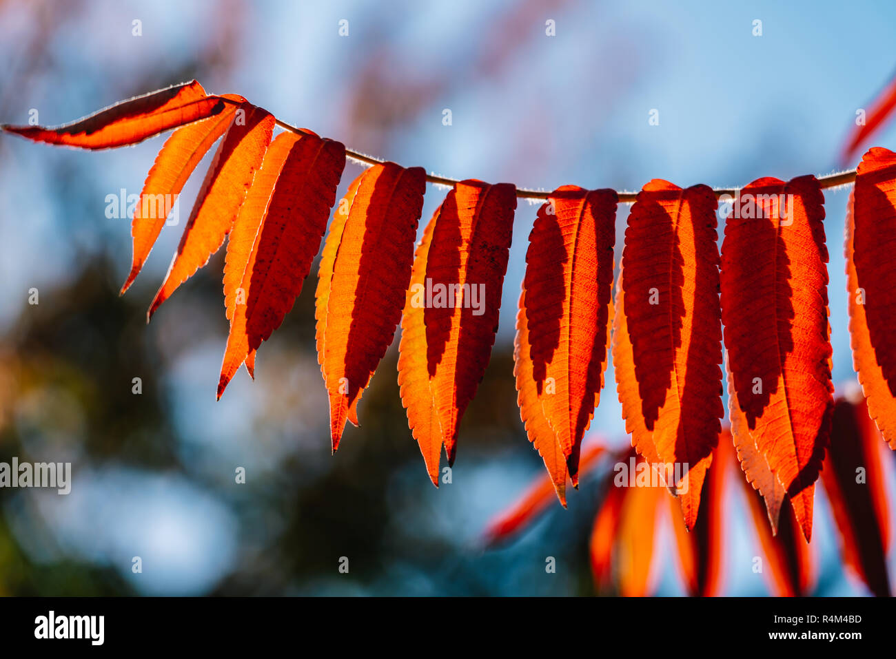Yellow And Orange Autumn Tree Leaves In Fall Season Stock Photo - Alamy