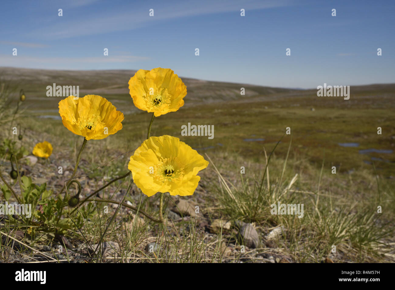 Arctic Poppy - Papaver radicatum Stock Photo