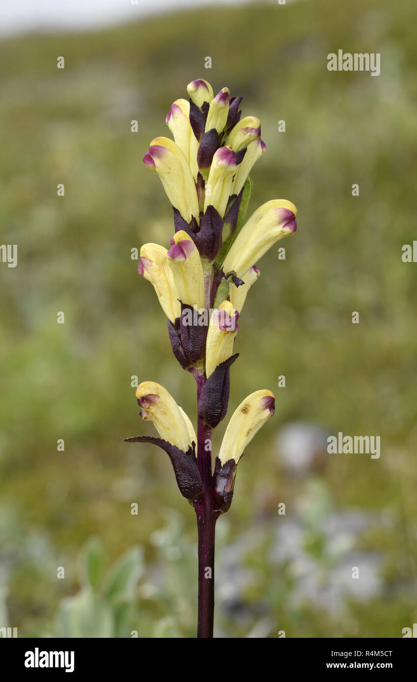 Pedicularis sceptrum-carolinum - Varanger, Norway Stock Photo