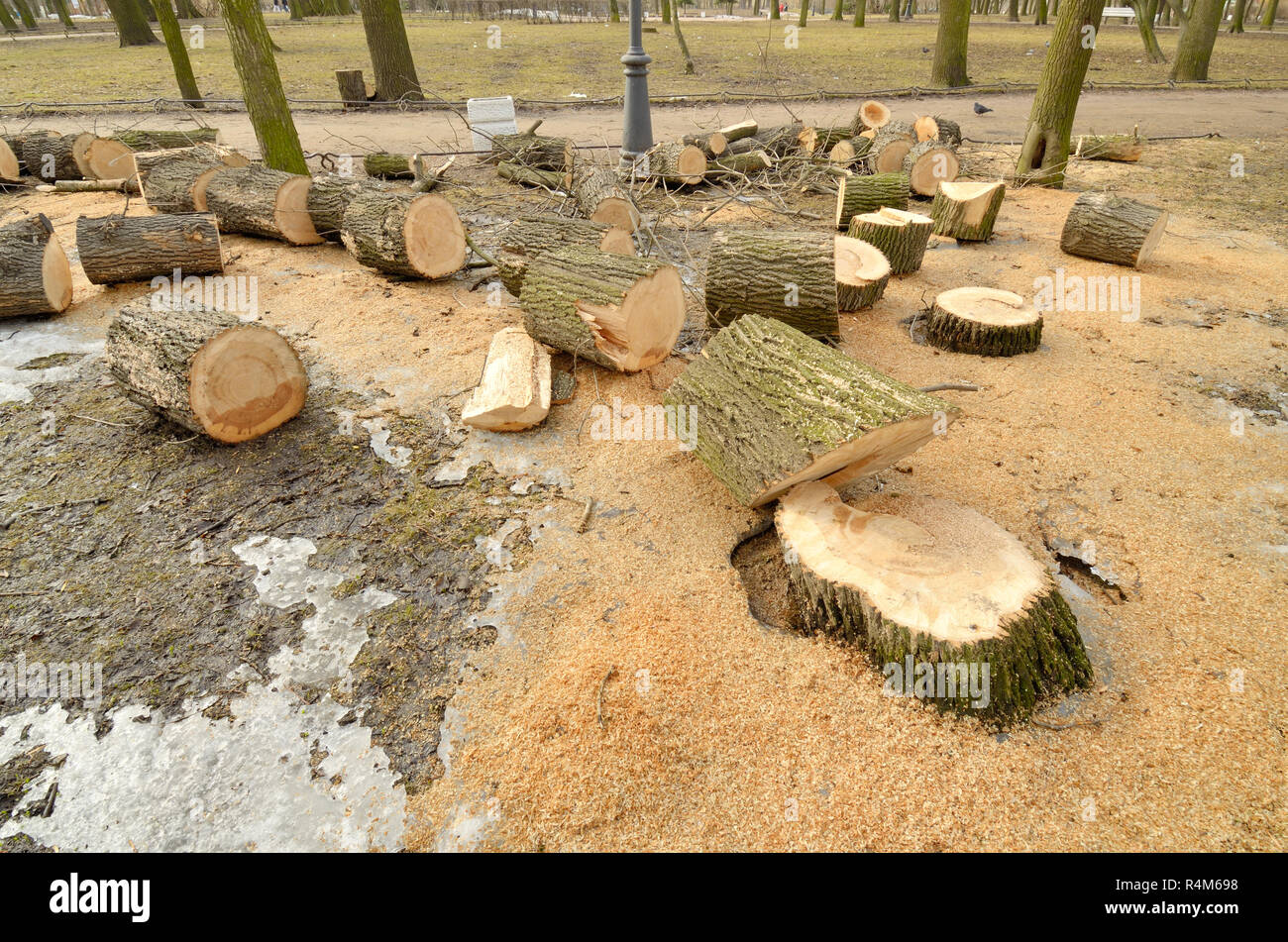 Trees Being Cut Down High Resolution Stock Photography and Images Alamy