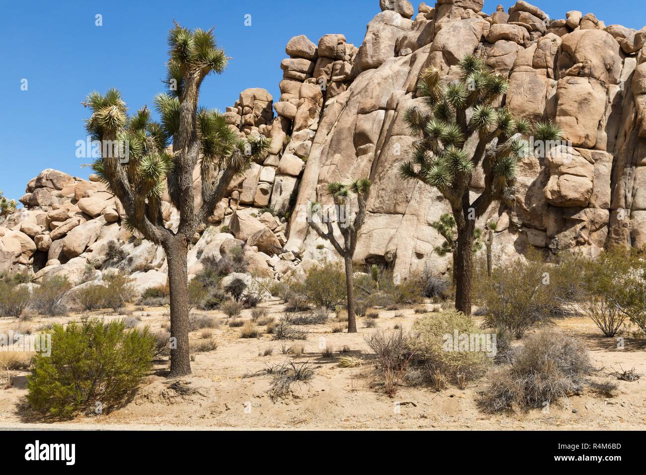 joshua tree np 6 Stock Photo