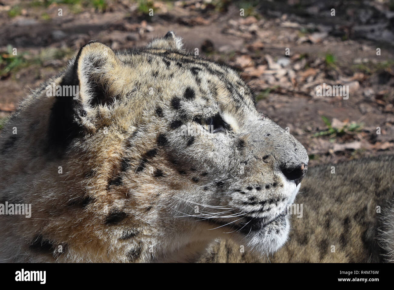 Close up side portrait of snow leopard Stock Photo - Alamy