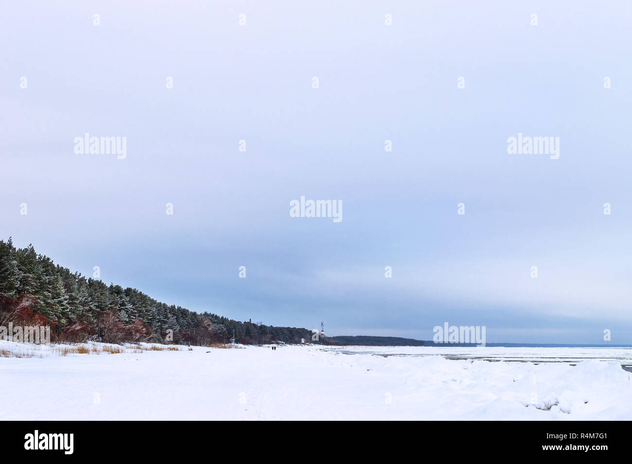 Winter day on snowy shore of Narva Bay. Snow on ice of frozen Finnish gulf. Narva-Joesuu resort town Estonia in Ida-Virumaa. Severe Northern winter and snowy weather. Pine forest, pinewood Stock Photo