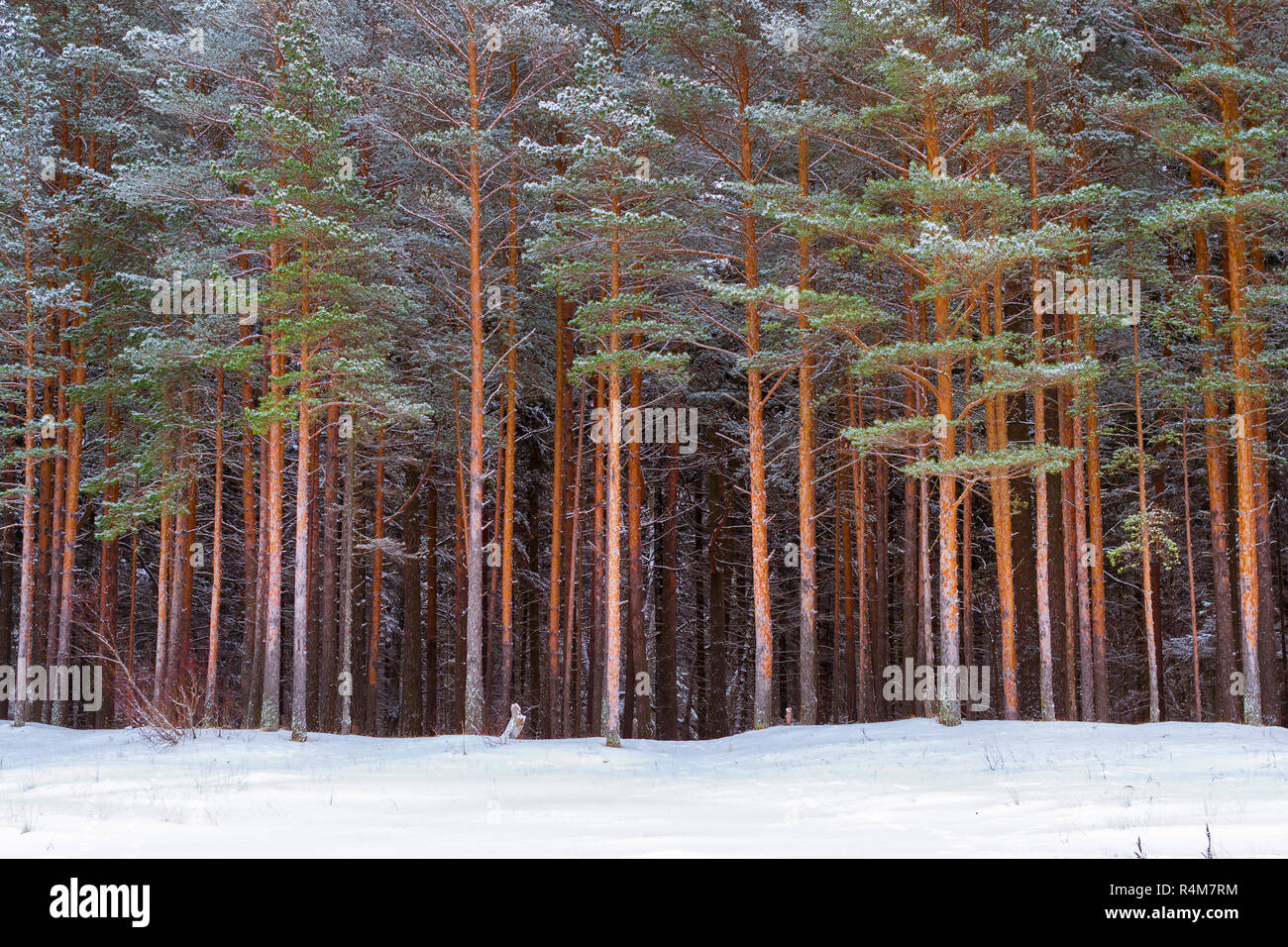 Severe Northern winter and snowy weather. Pine forest, pinewood. Narva-Joesuu resort town in Estonia Ida-Virumaa. Winter day on snowy shore of Narva Bay. Snow on the ground Stock Photo