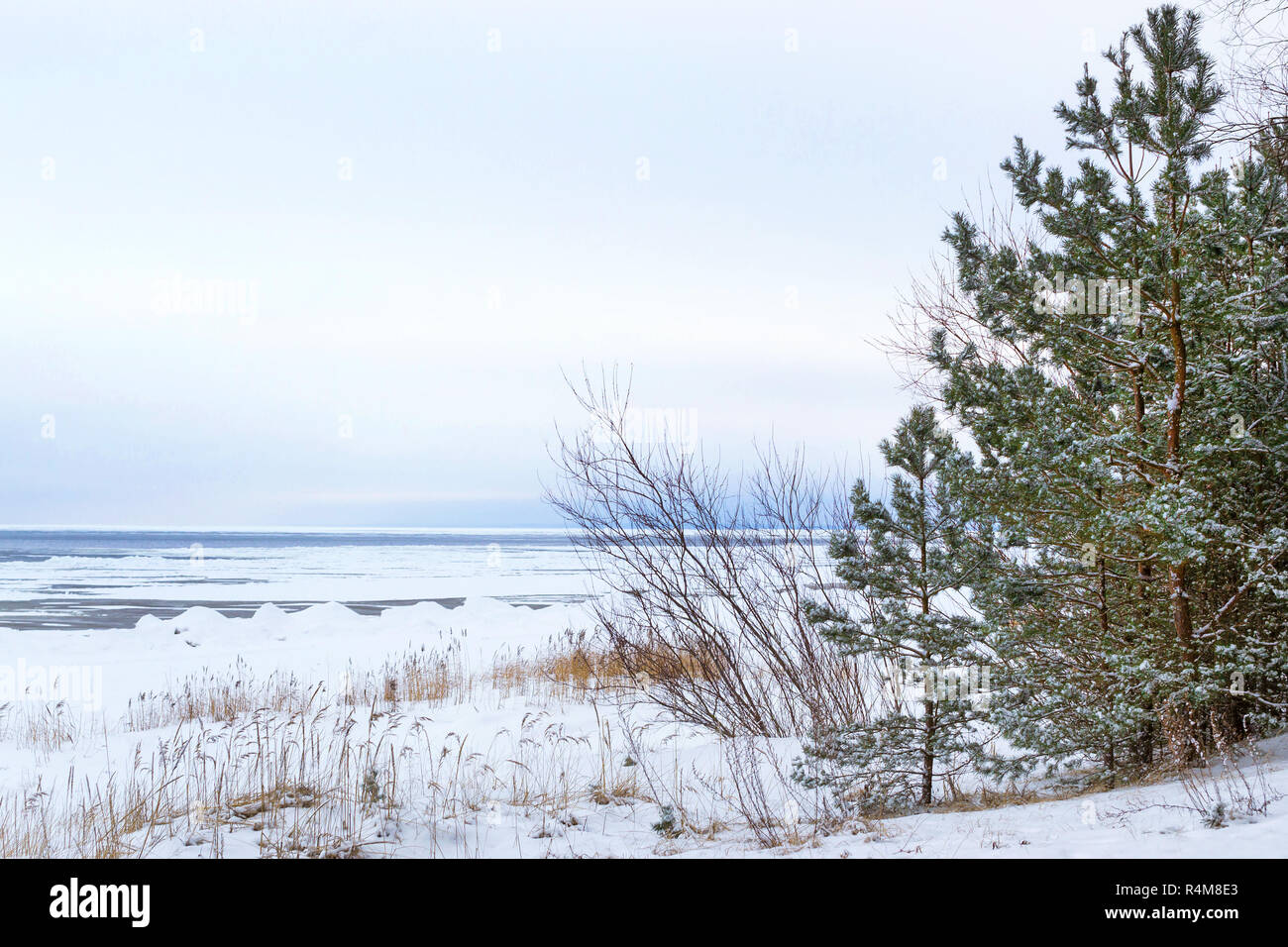 Winter day on snowy shore of Narva Bay. Snow on ice of frozen Finnish gulf. Narva-Joesuu resort town in Estonia Ida-Virumaa. Severe Northern winter and snowy weather. Pine forest, pinewood Stock Photo
