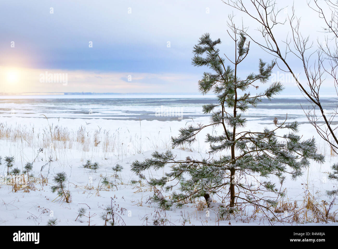 Winter day on snowy shore of Narva Bay. Snow on ice of frozen Finnish gulf. Narva-Joesuu resort town in Estonia Ida-Virumaa. Severe Northern winter and snowy weather. Pine forest, pinewood Stock Photo