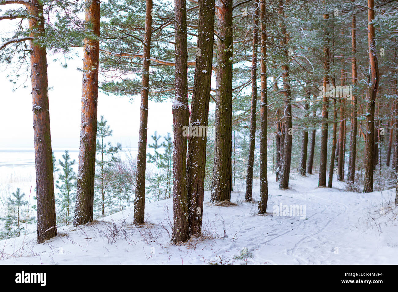 Severe Northern winter and snowy weather. Pine forest, pinewood. Narva-Joesuu resort town in Estonia in Ida-Virumaa. Winter day on snowy shore of Narva Bay. Snow on ground Stock Photo