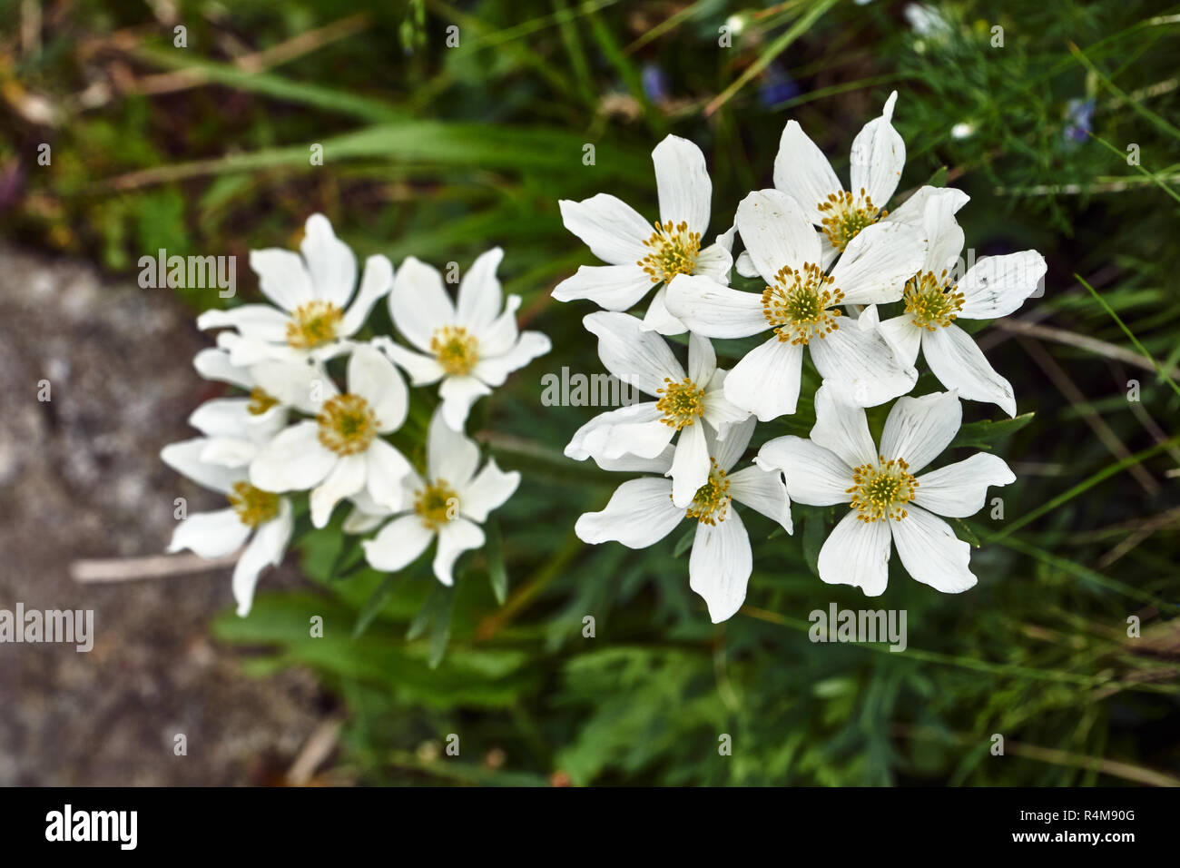 Flowers  narcissus anemone on a grassy meadow in the Tatra Mountains in Poland Stock Photo