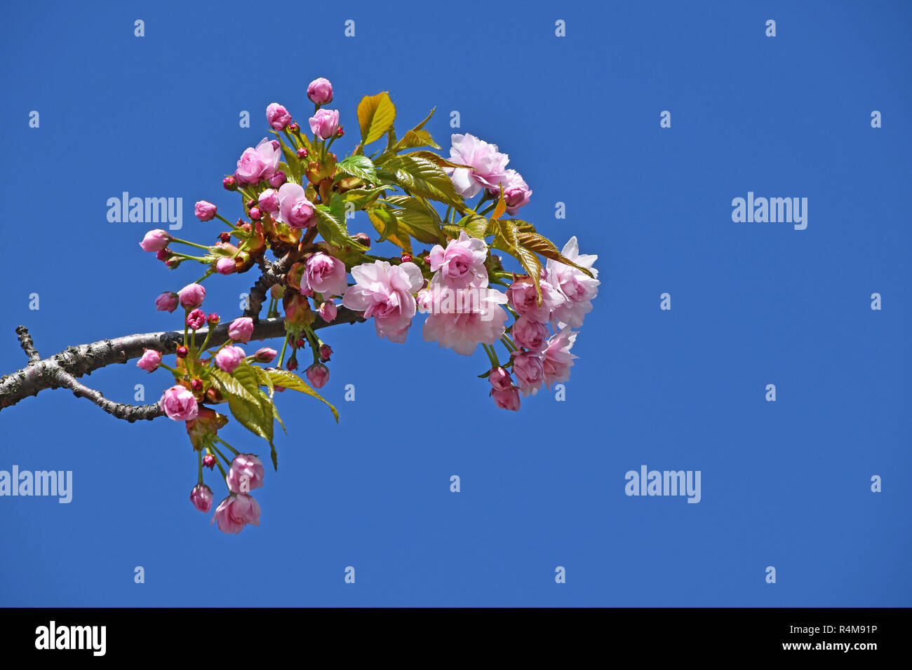 Beautiful cherry blossom sakura with nice blue sky hi-res stock ...