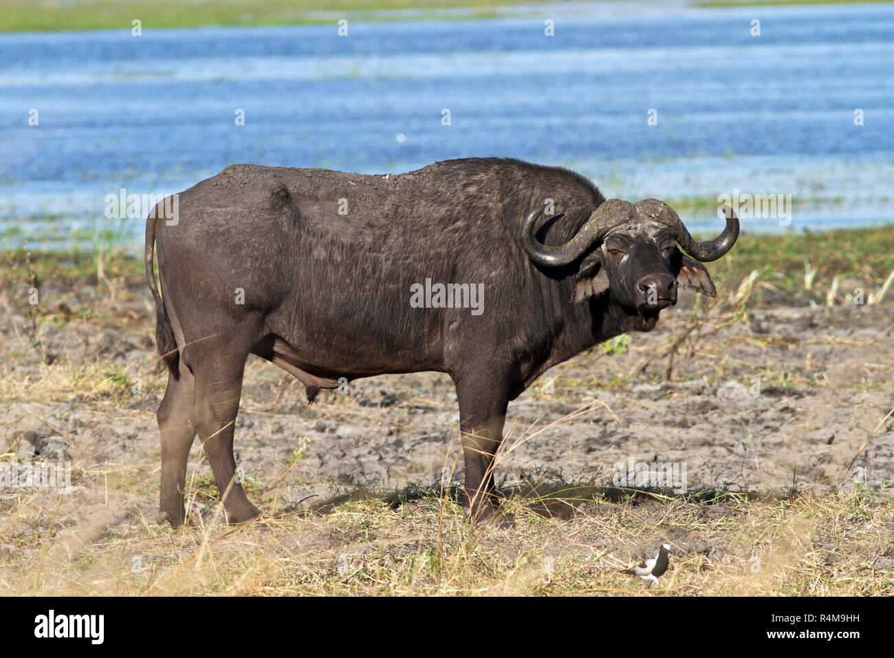 Wild water buffalo hooves hires stock photography and images Alamy