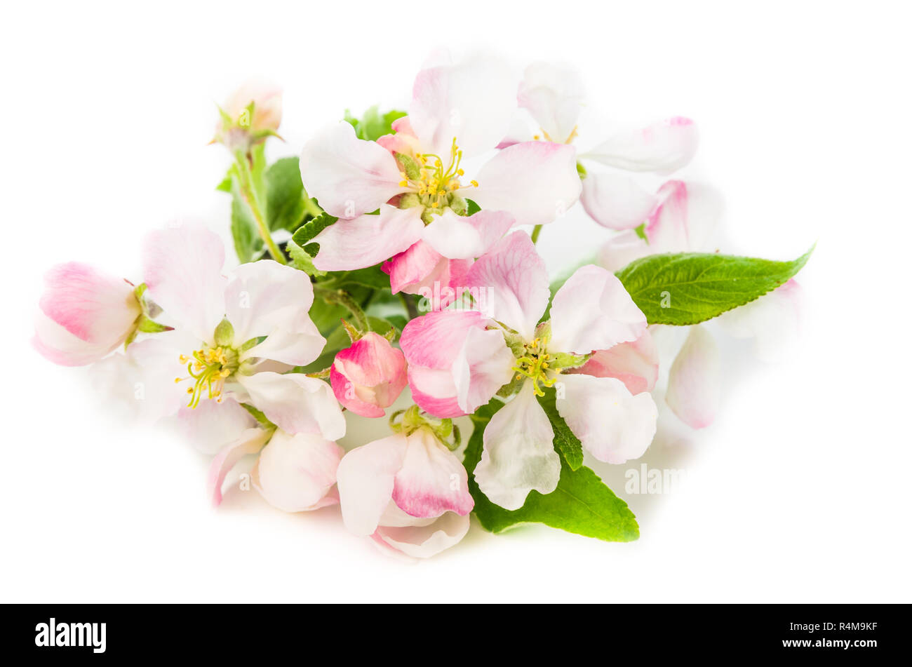Branch of a blossoming apple-tree on a white background, close-up Stock Photo