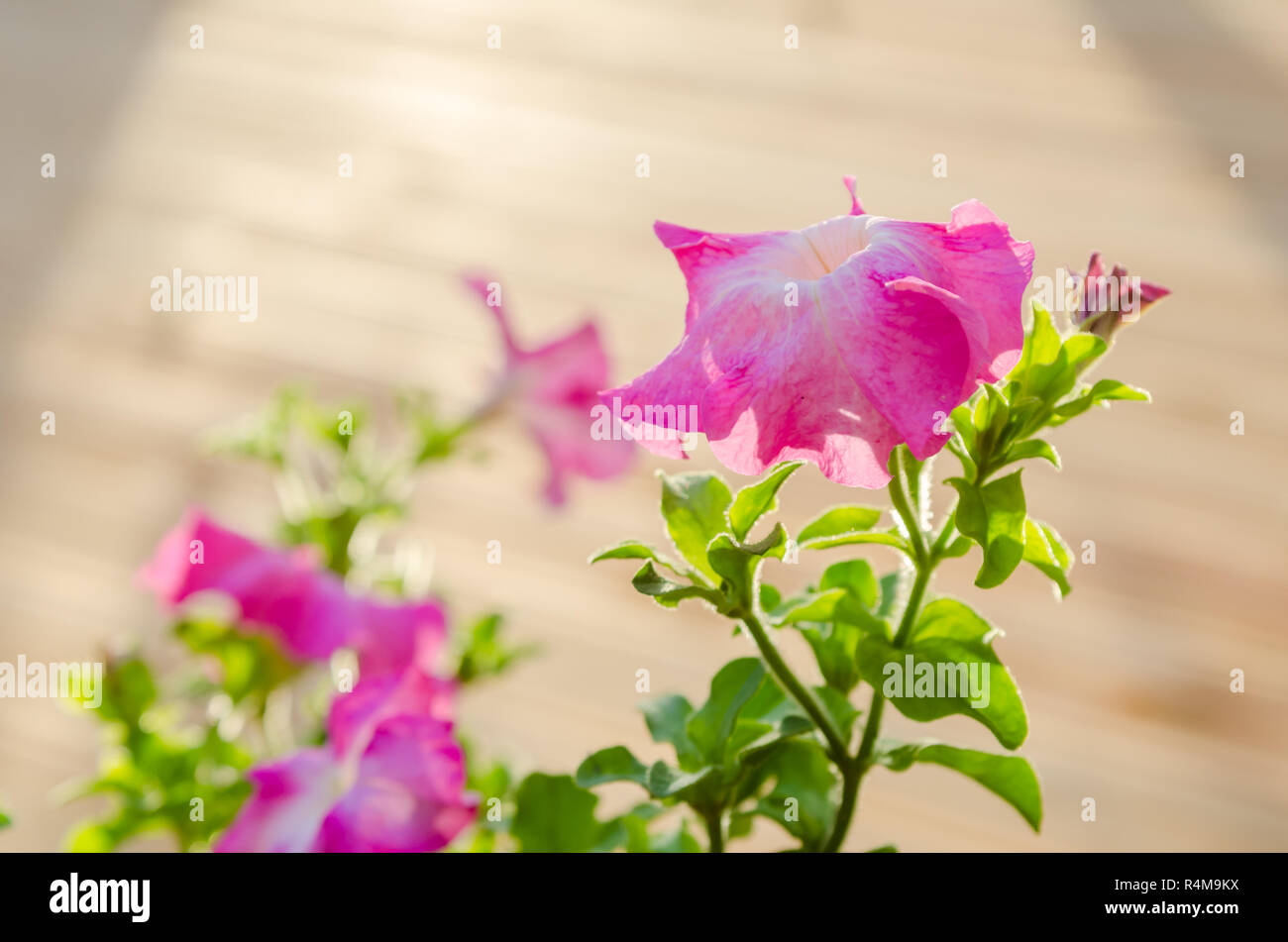 Flowering pink petunia in the garden Stock Photo