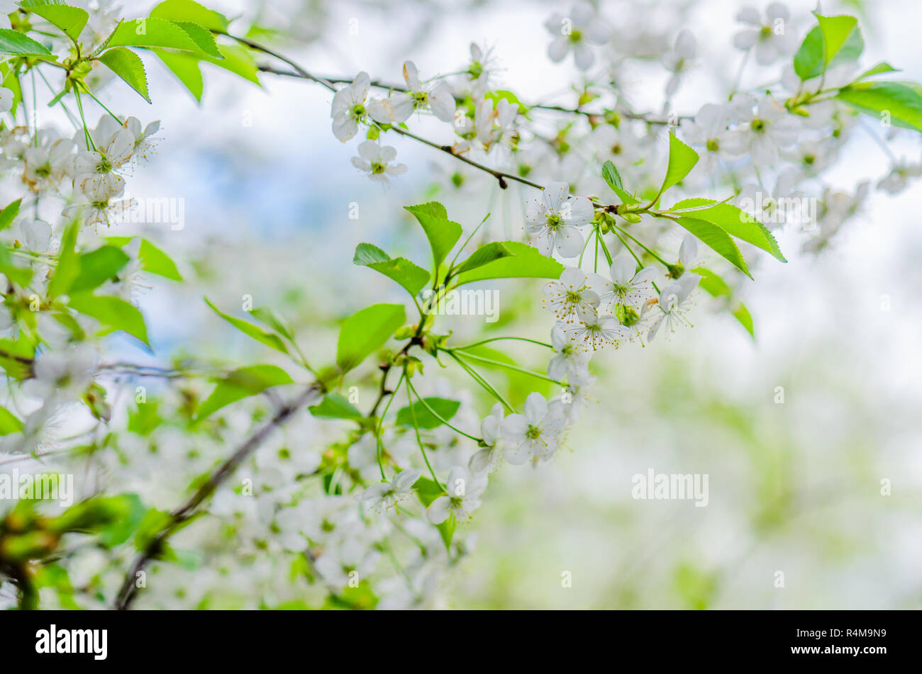 A branch of cherry blossoms in the springtime, close-up Stock Photo