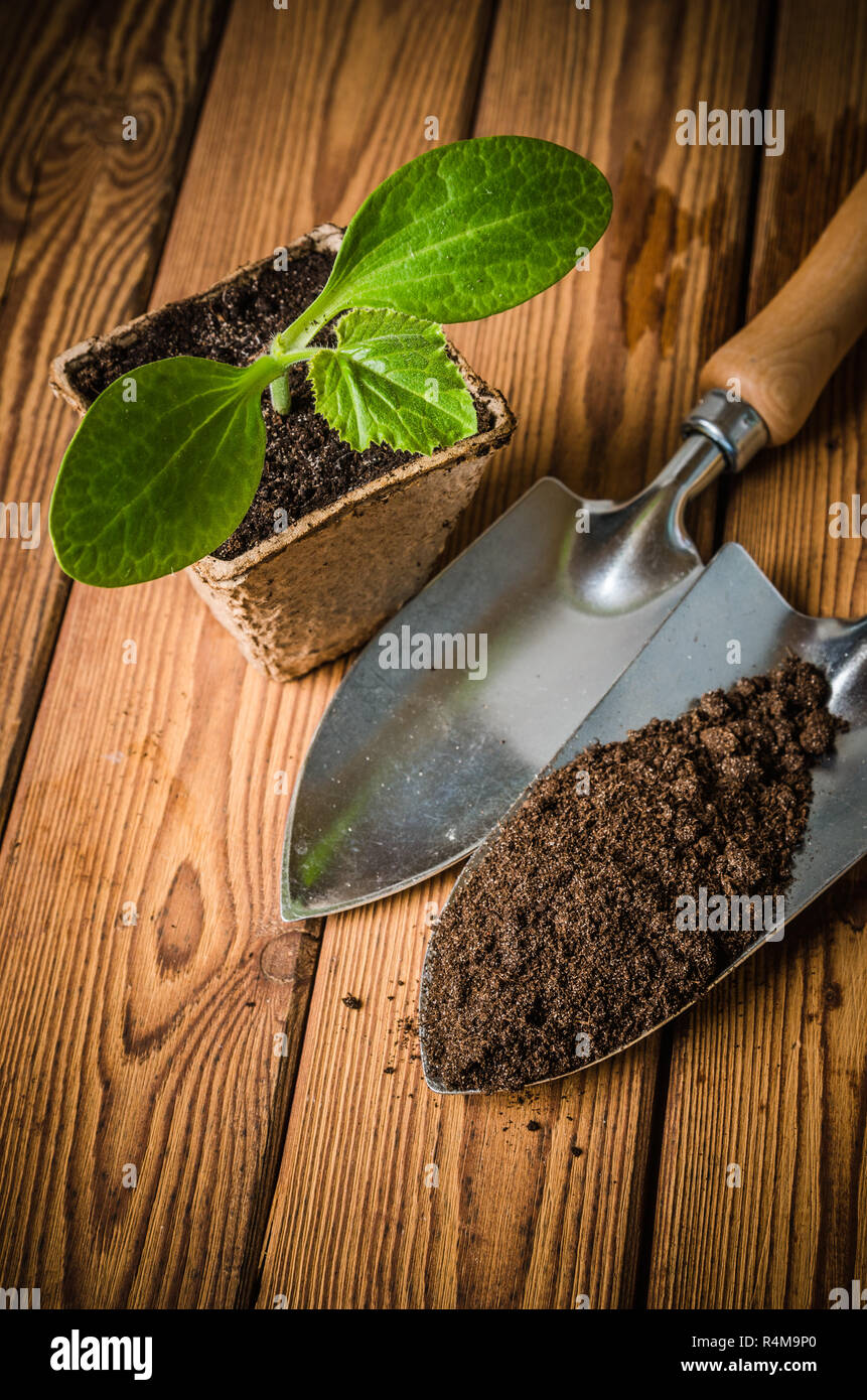 Seedlings zucchini and garden tools on a wooden surface Stock Photo