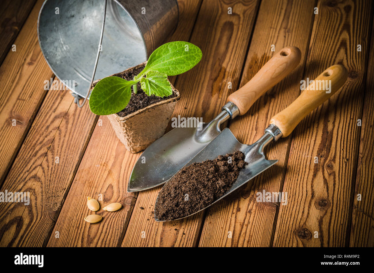 Seedlings zucchini and garden tools on a wooden surface Stock Photo