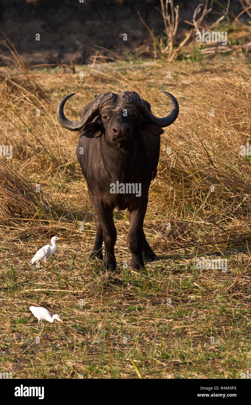 A Cape Buffalo Bull stares at the vehicle warily as he makes his way towards the Katuma River to drink, an area he has to be alert for posssible attac Stock Photo