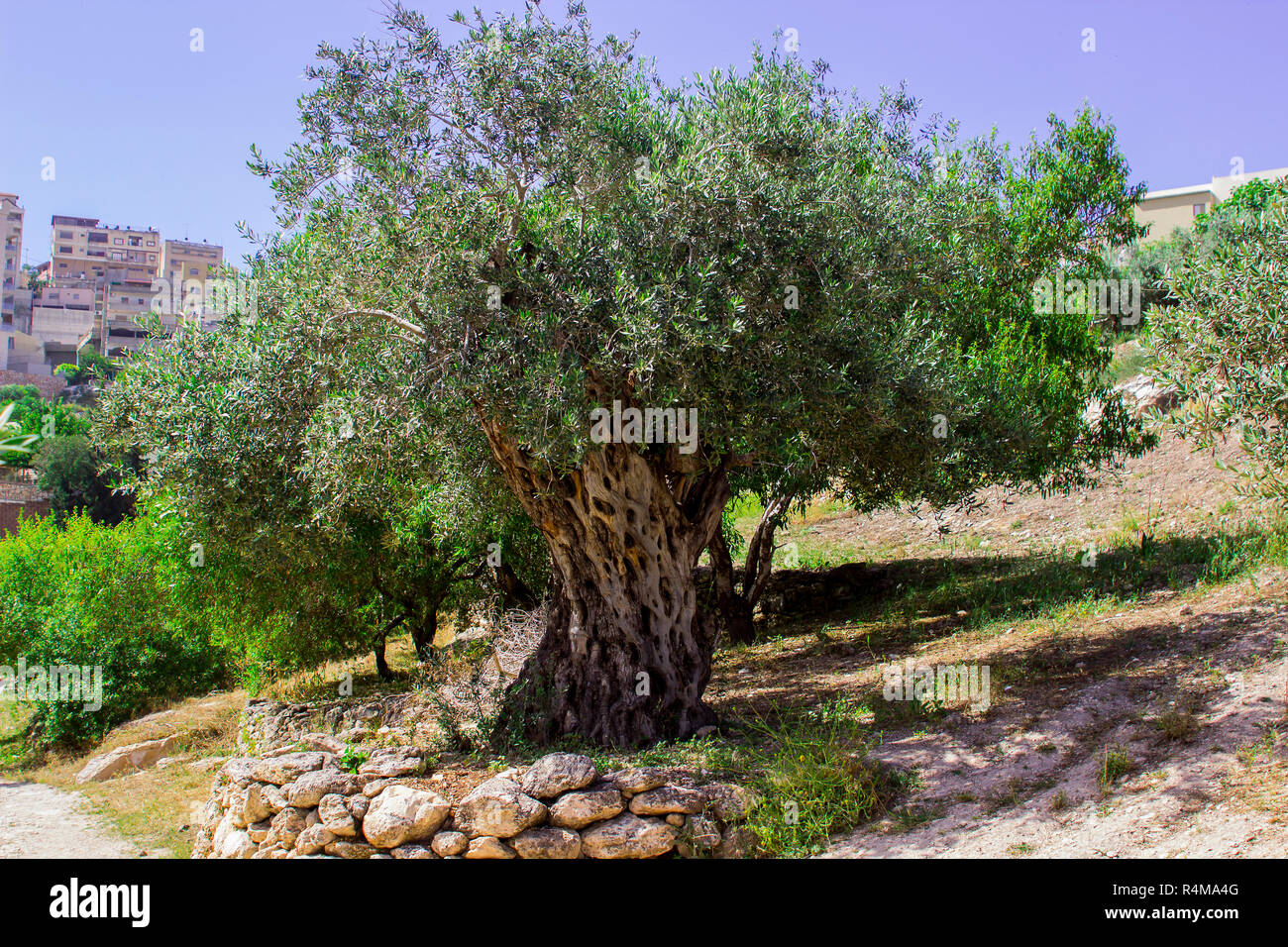 An ancient Olive Tree on a terrace in Nazareth Village Israel in the open air museum of Nazareth Village Israel. This site provides an authentic look  Stock Photo