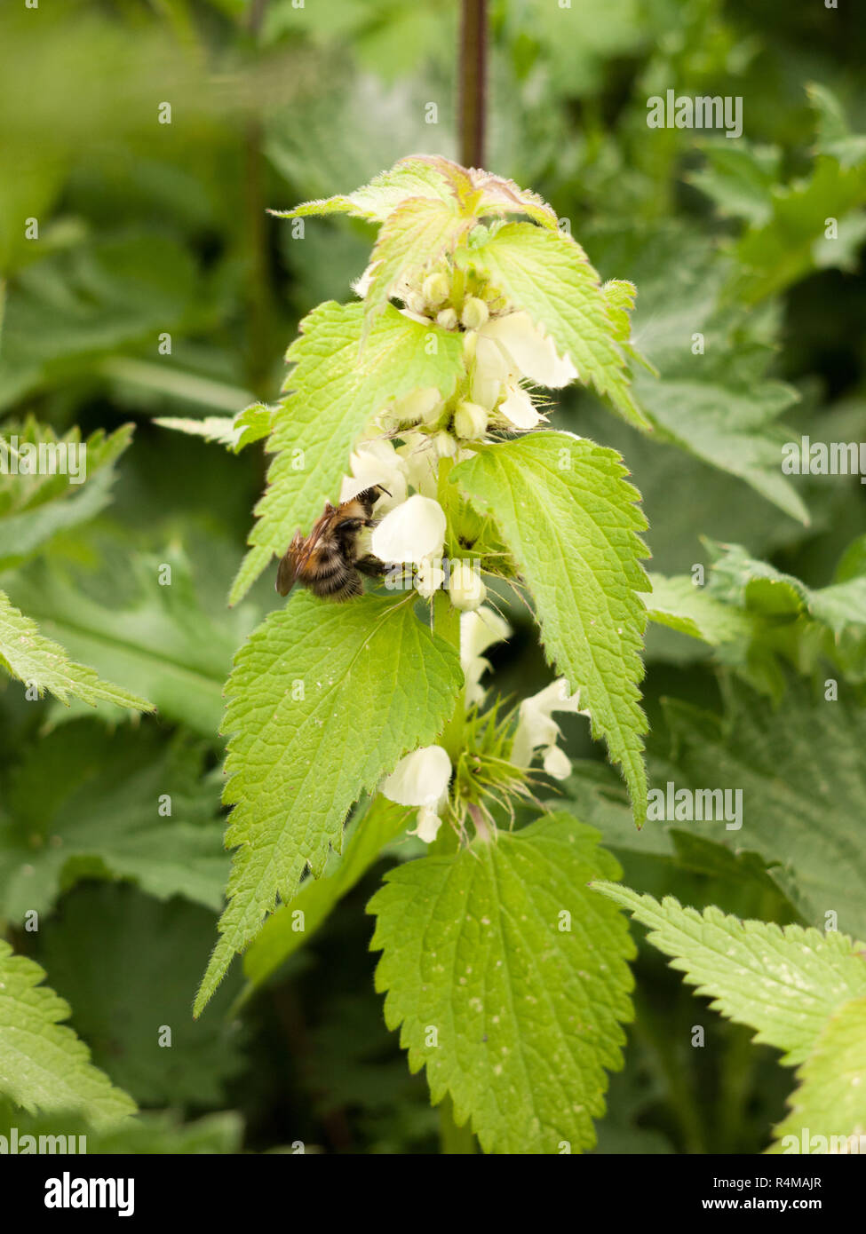 Nettle pollination hires stock photography and images Alamy