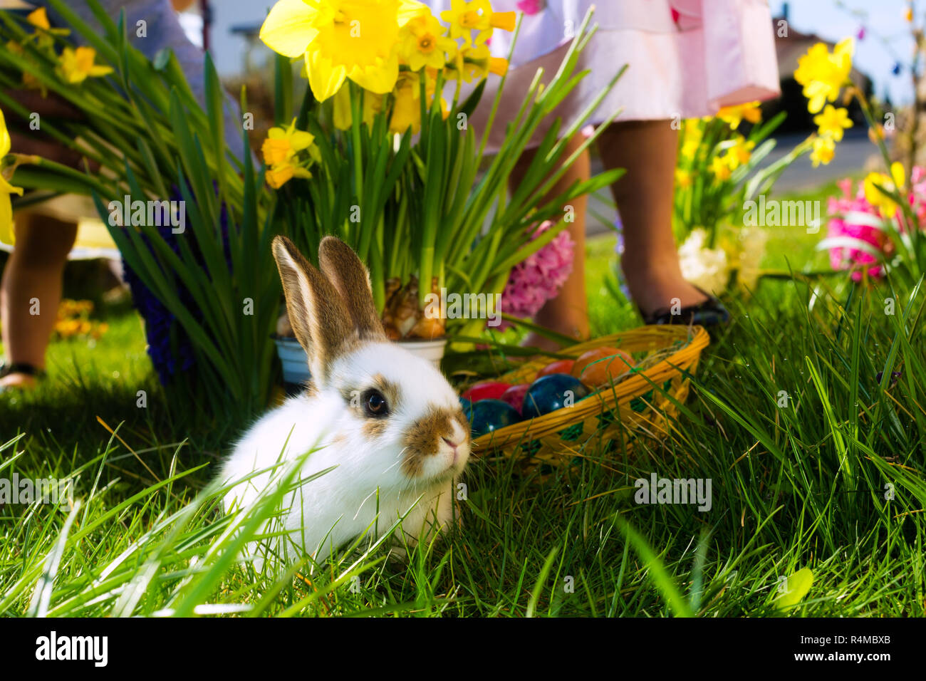 Easter bunny on meadow with basket and eggs Stock Photo - Alamy