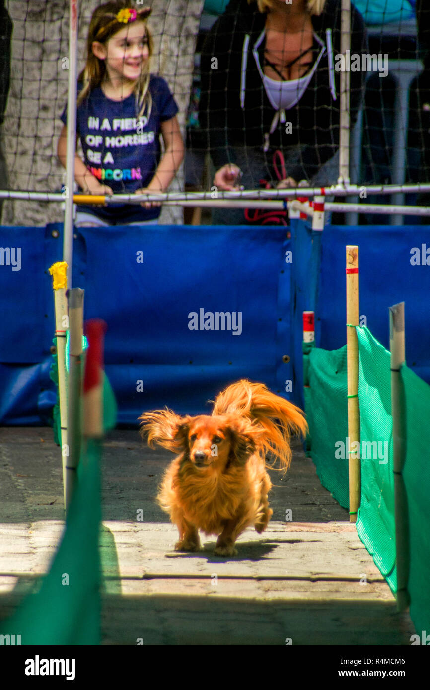 Dog Race T-Shirt