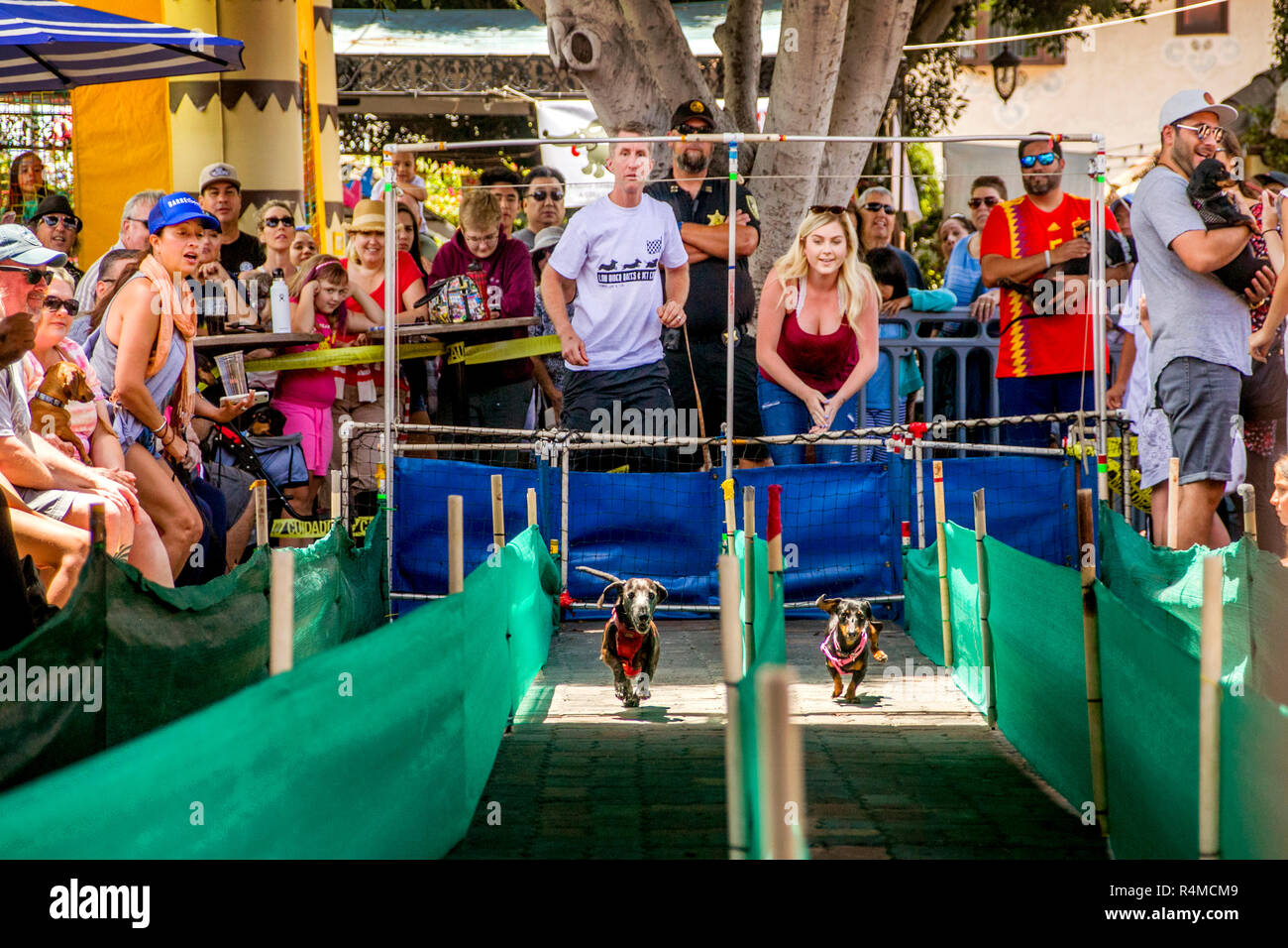 Starting gate dog hi-res stock photography and images - Alamy