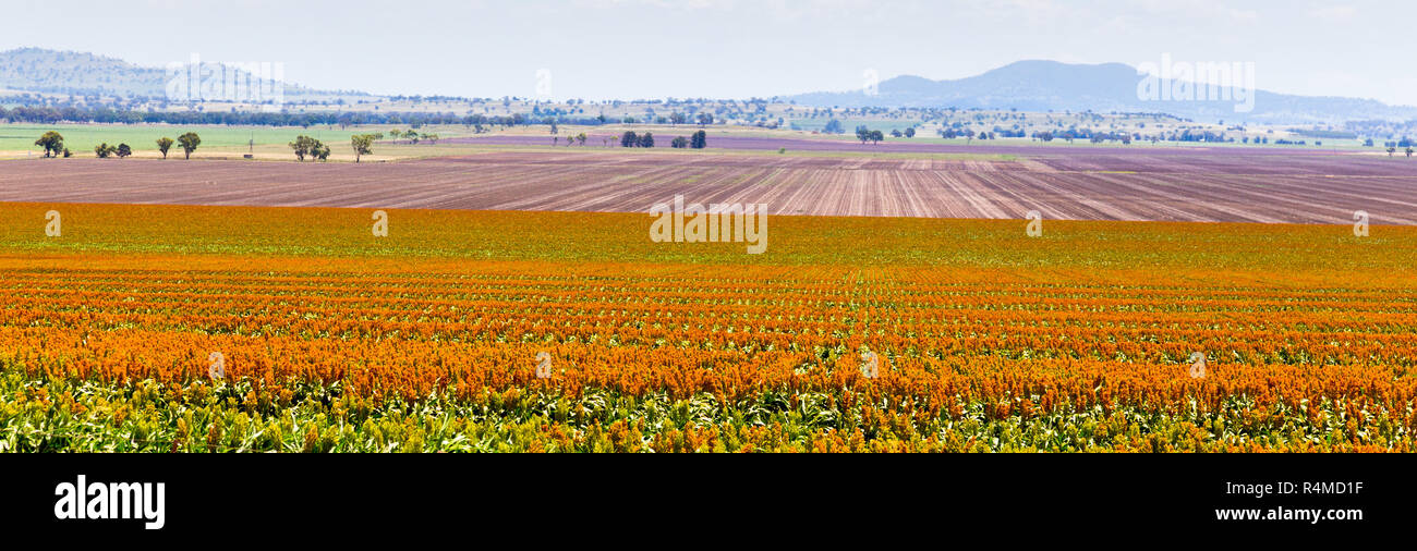 sorghum fields near Quirindi New South Wales Stock Photo