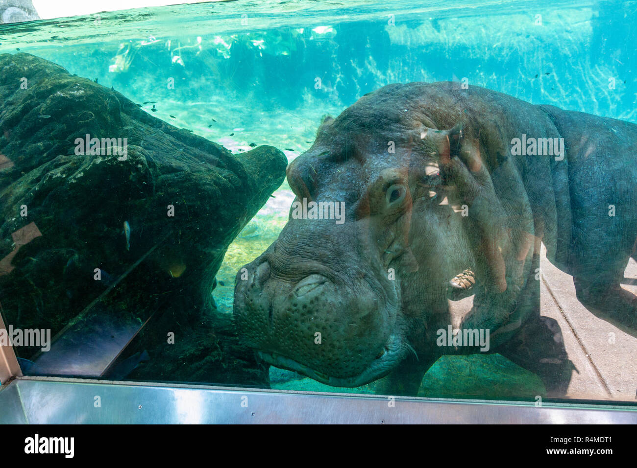 A hippopotamus (Hippopotamus amphibius) under water, San Diego Zoo