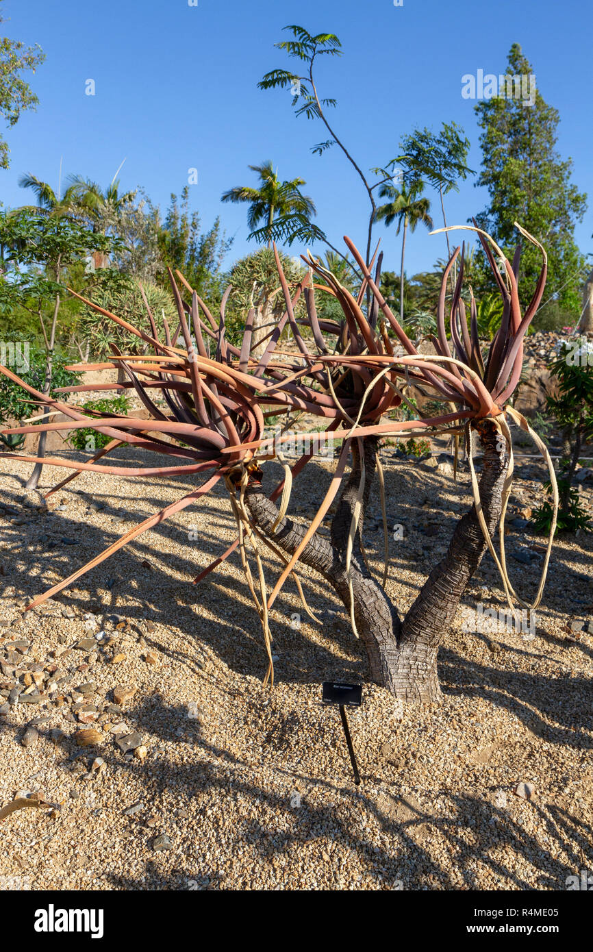 Aloe suzannae, San Diego Zoo, Balboa Park, California, United States. Stock Photo