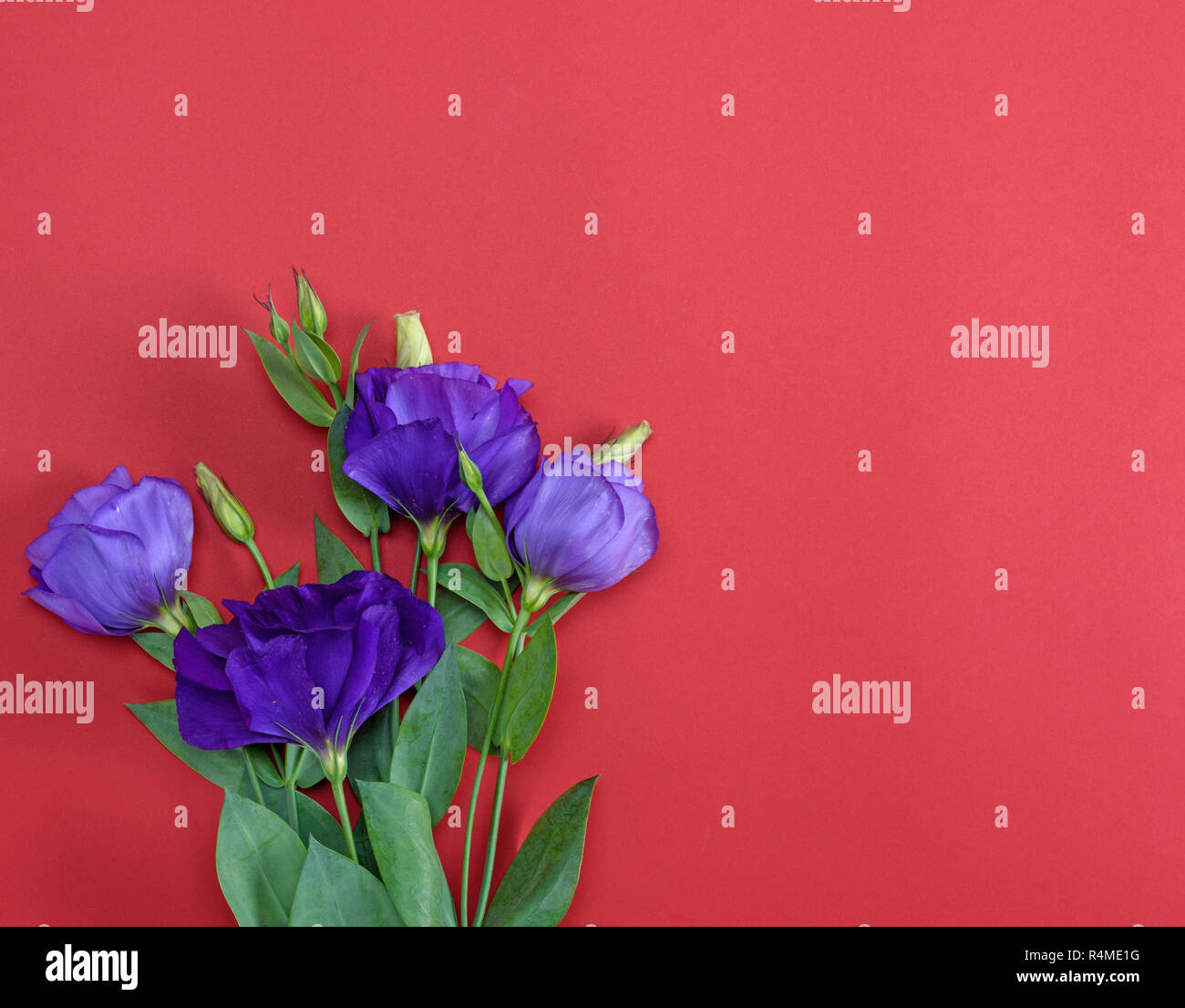 fresh blooming flowers Eustoma Lisianthus on red paper background, top view, copy space Stock Photo