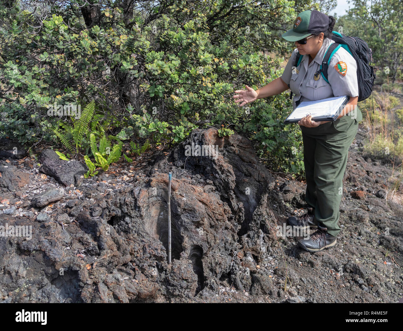 Hawaii Volcanoes National Park, Hawaii A park ranger talks about tree