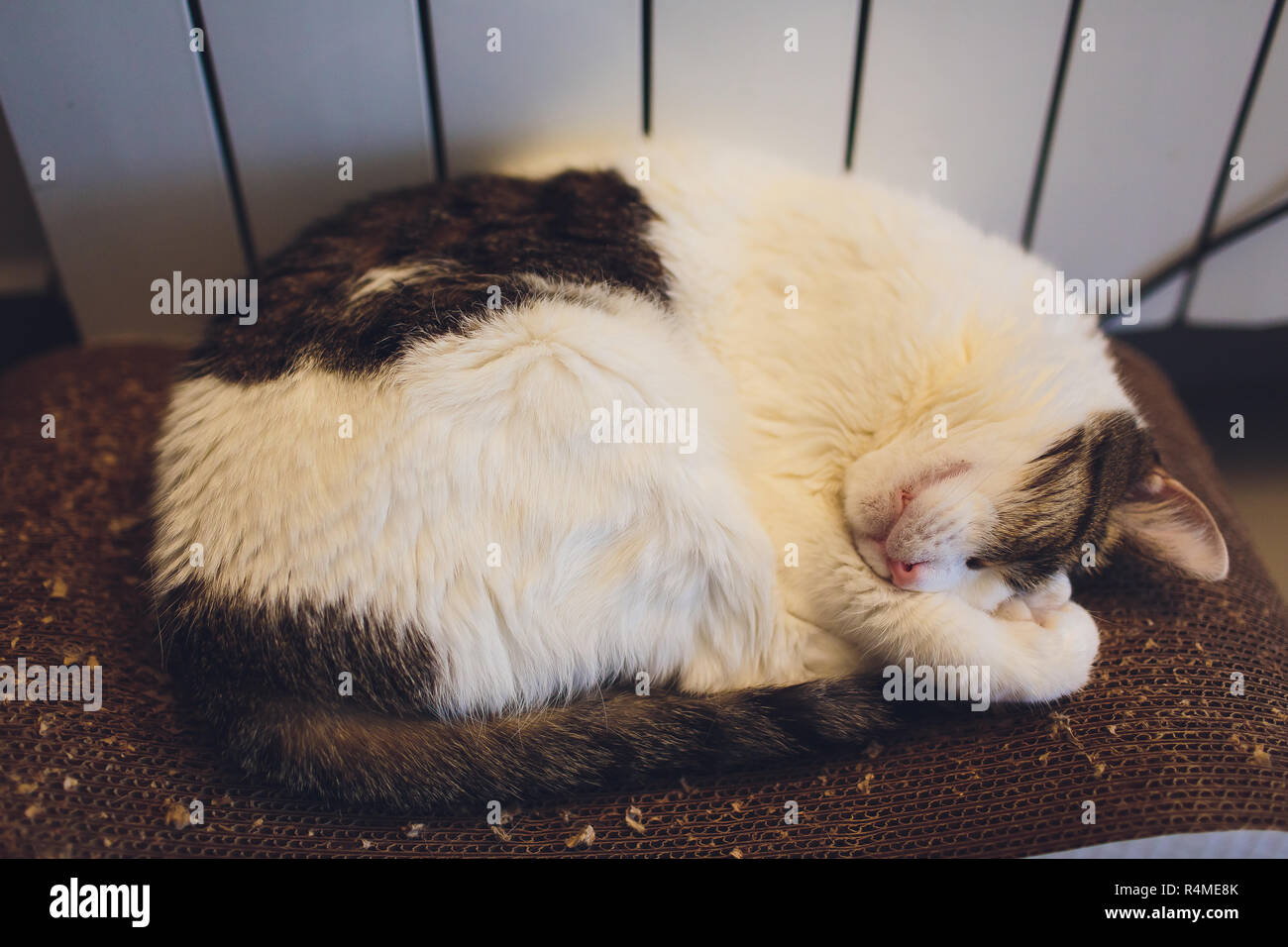 Beautiful big cat sleeping on the carpet in the house Stock Photo Alamy