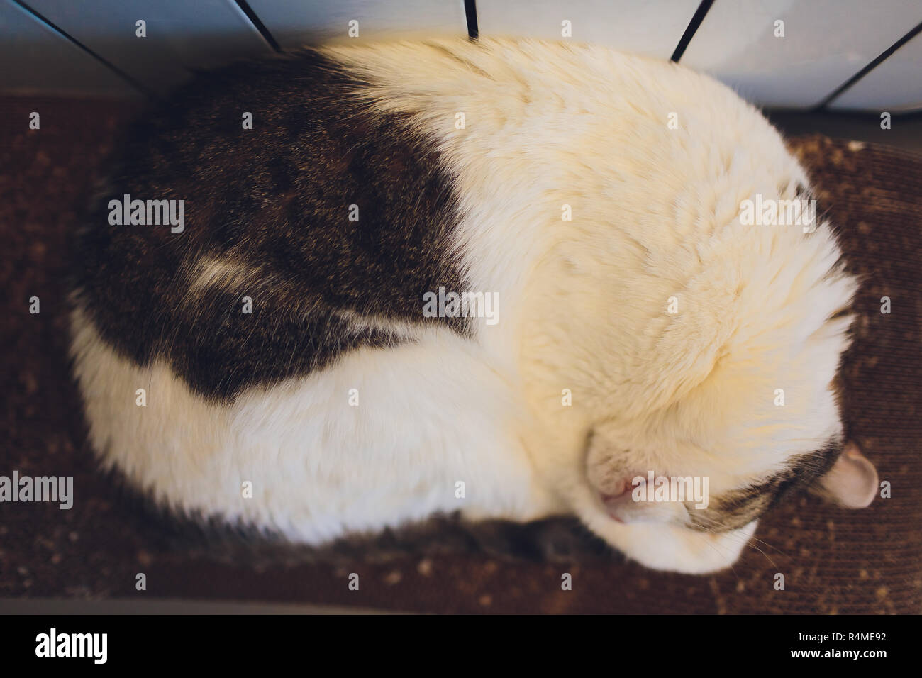 Beautiful big cat sleeping on the carpet in the house Stock Photo Alamy