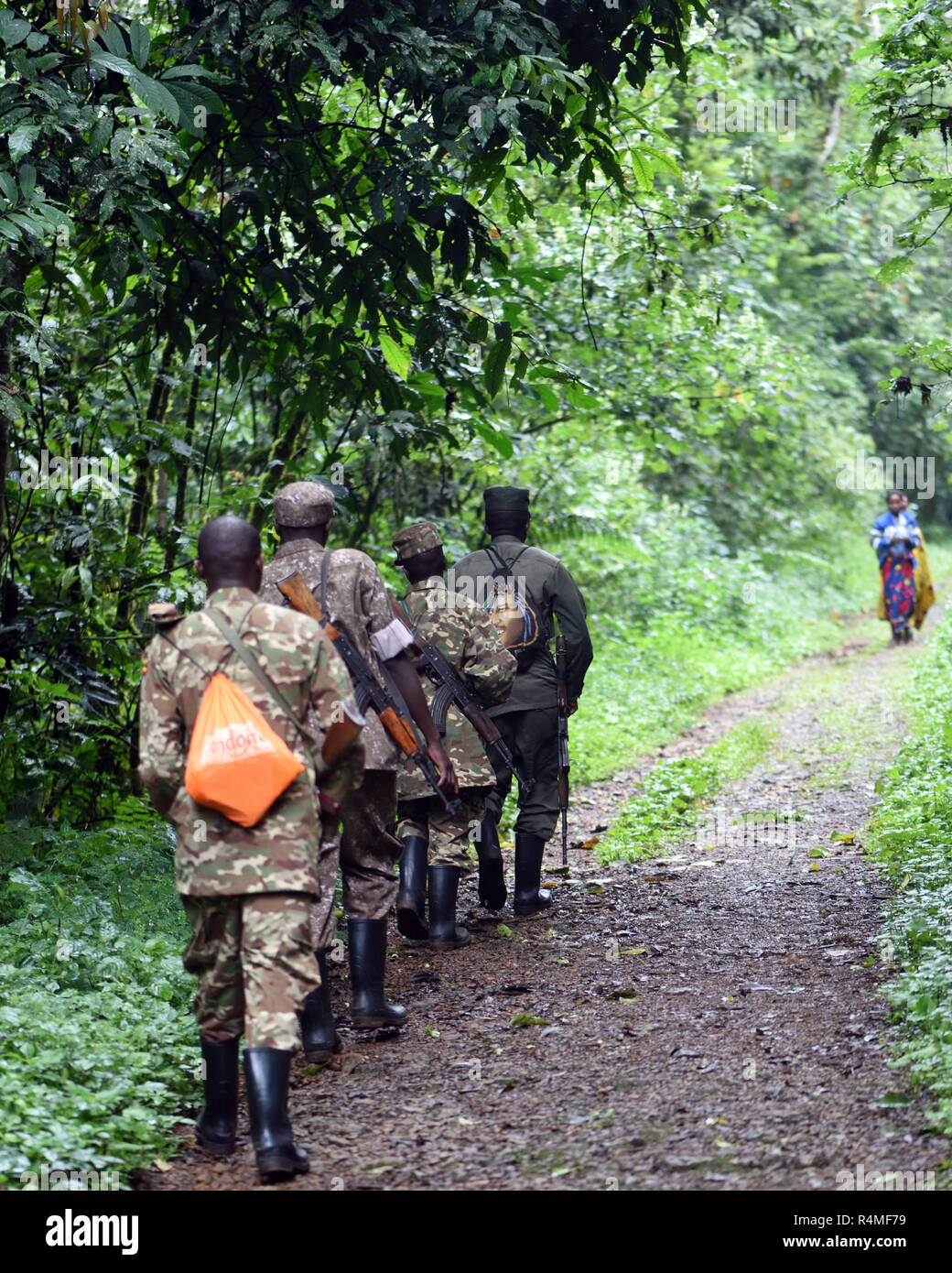 Guides and armed rangers walk along a track in the Bwindi Impenetrable National Park, Bwindi,  Uganda. Stock Photo
