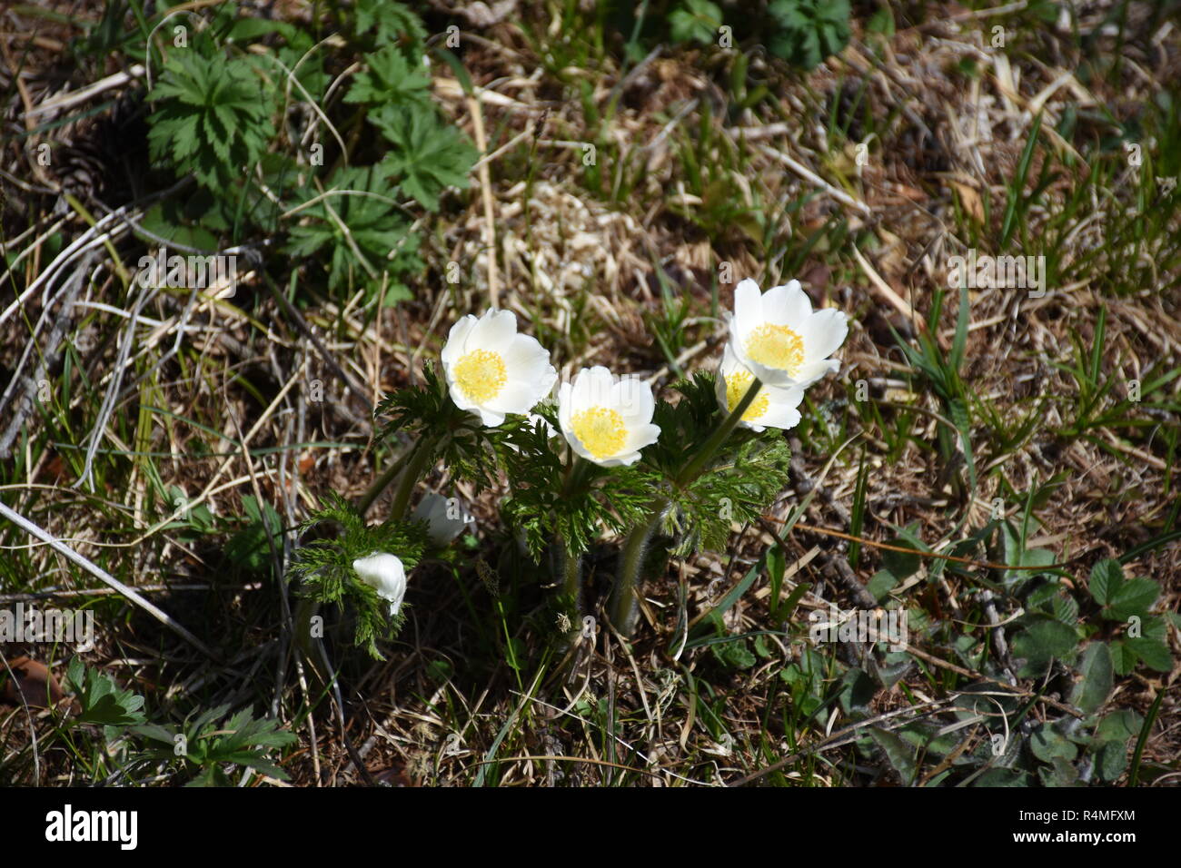 Alpenkuhschelle hi-res stock photography and images - Alamy