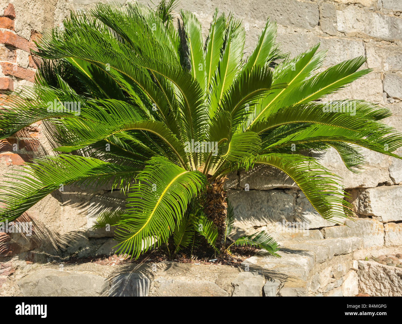 Full-grown tree Cycas revoluta also called sago palm, king sago, sago cycad, Japanese sago palm Stock Photo