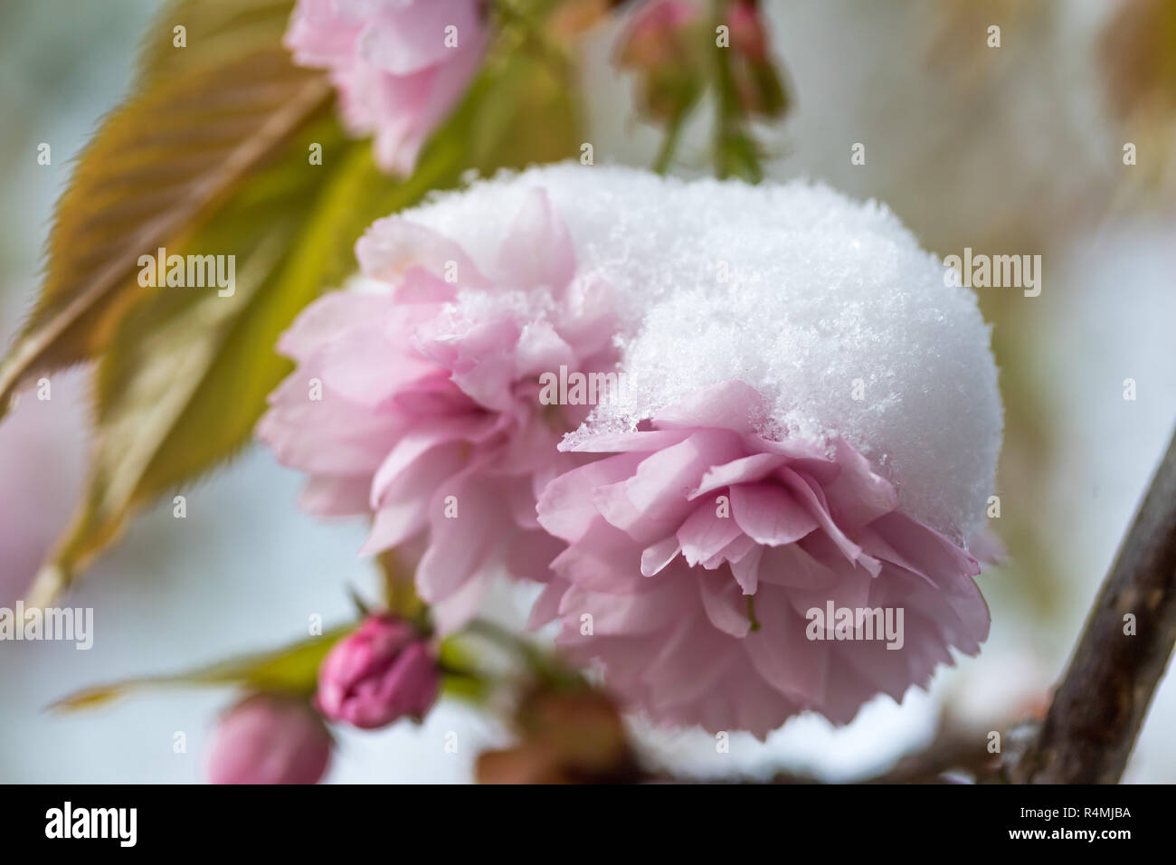 Snowy pink flowers of sakura tree Stock Photo