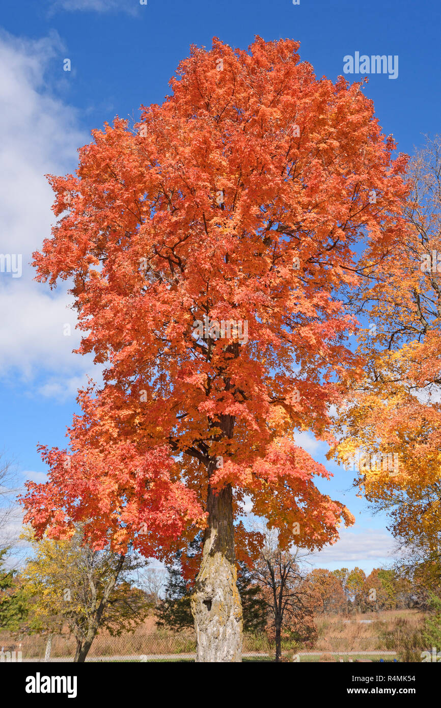 Sugar maple tree wisconsin hi-res stock photography and images - Alamy